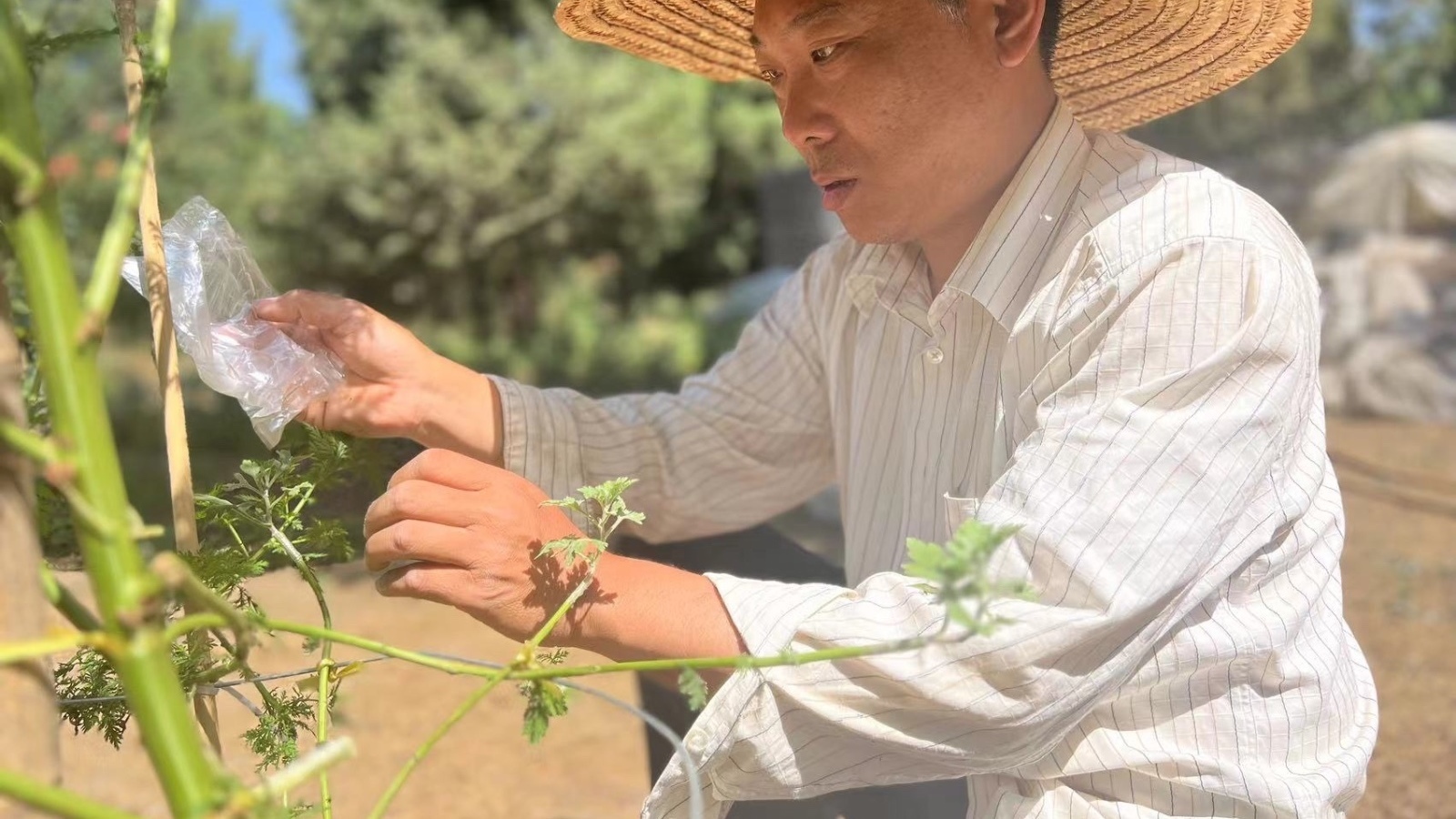 尹家鹏——天坛养菊人 (下)  | 百姓生活故事