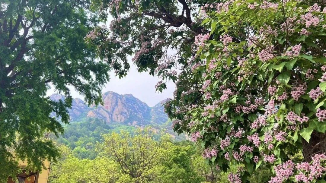 五一,北京送你一大大大大片花海! 五一,北京送你一大大大大片花海!