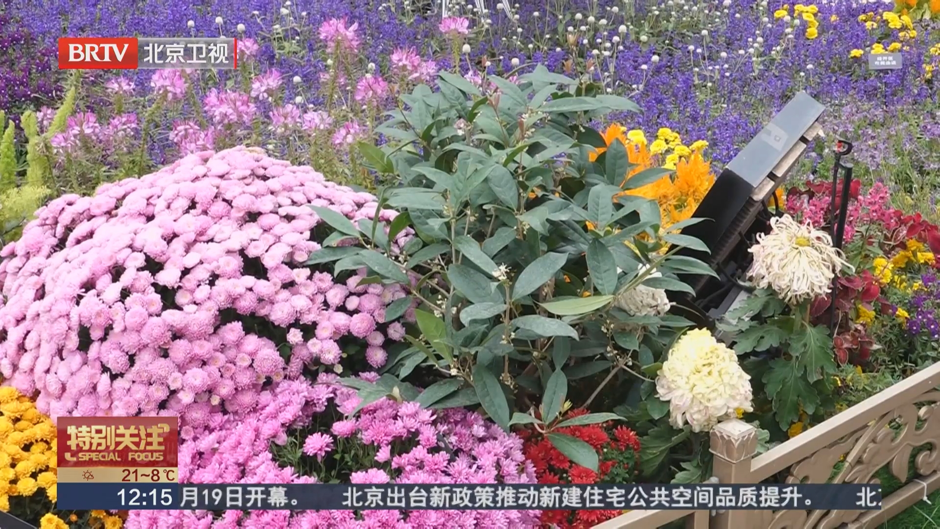 北京大爷自栽花卉登上长安街国庆花坛 北京大爷自栽花卉登上长安街国庆花坛