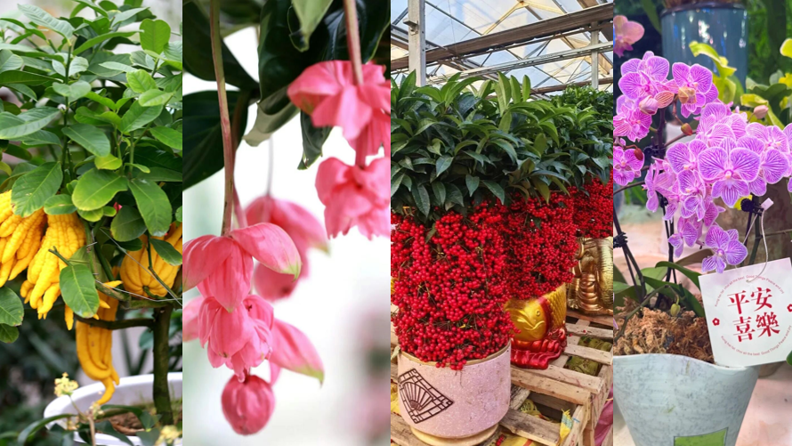 京城5大花市年宵花攻略来啦!您的丙午年“马上花开”~ 京城5大花市年宵花攻略来啦!您的丙午年“马上花开”~