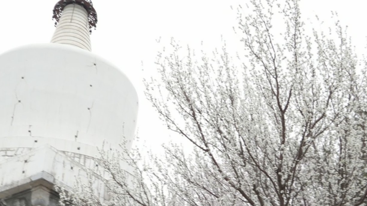 北海白塔桃花两相映 琼岛春阴美景初现 北海白塔桃花两相映 琼岛春阴美景初现