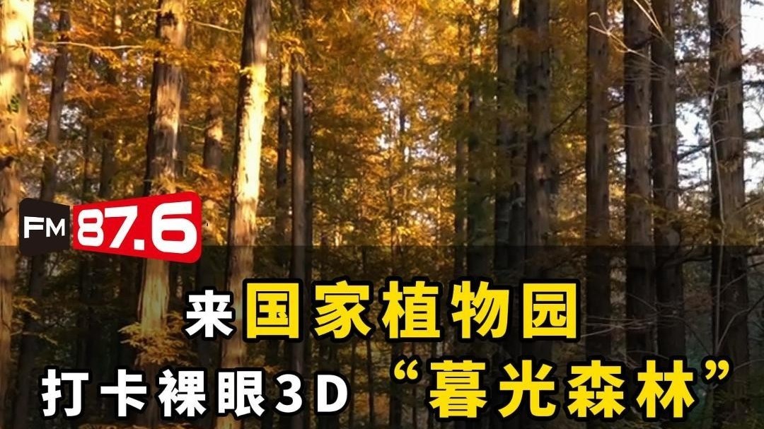 来国家植物园打卡裸眼3D“暮光森林”