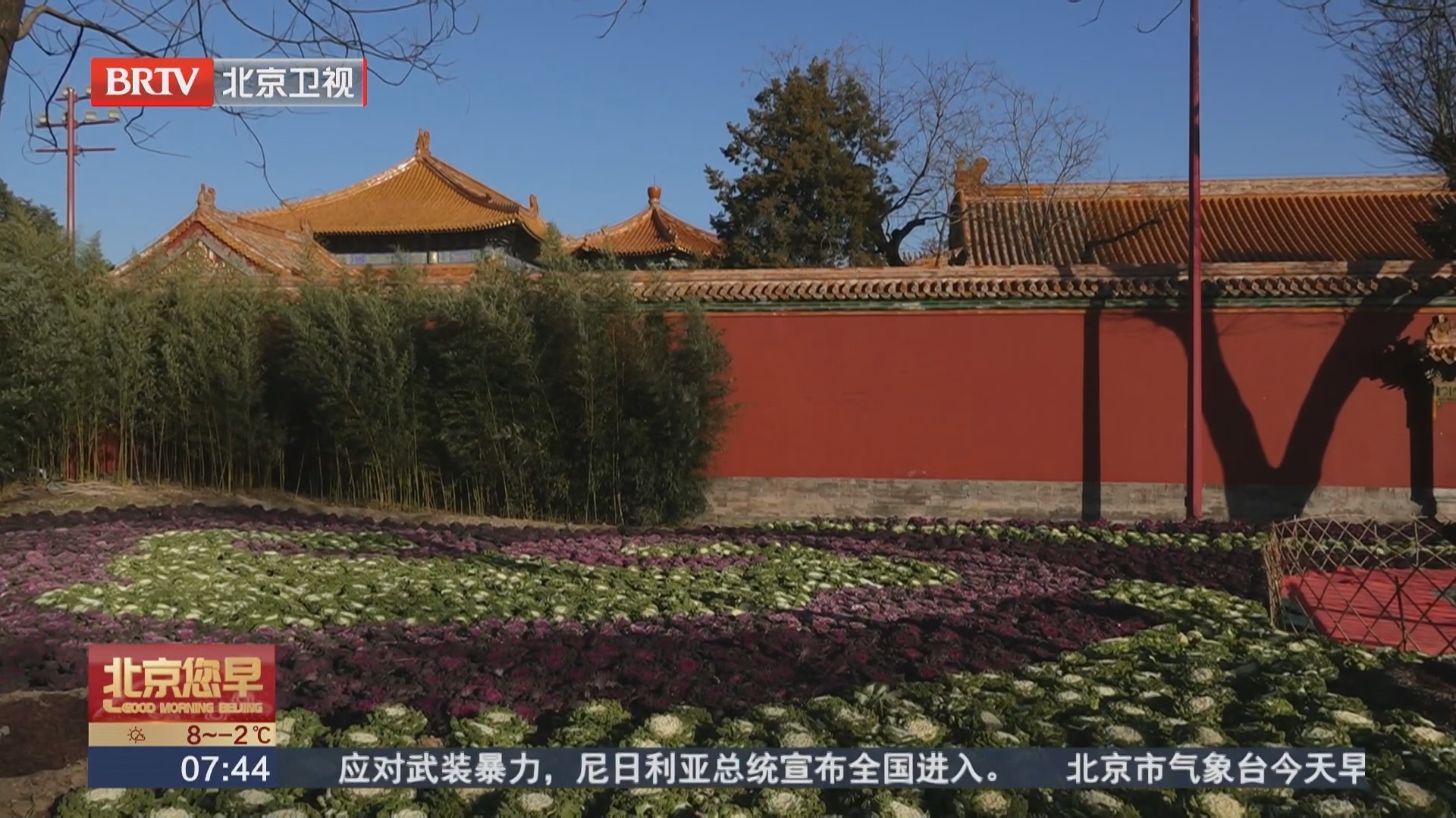 景山公园“上新” 羽衣甘蓝主题花境 景山公园“上新” 羽衣甘蓝主题花境