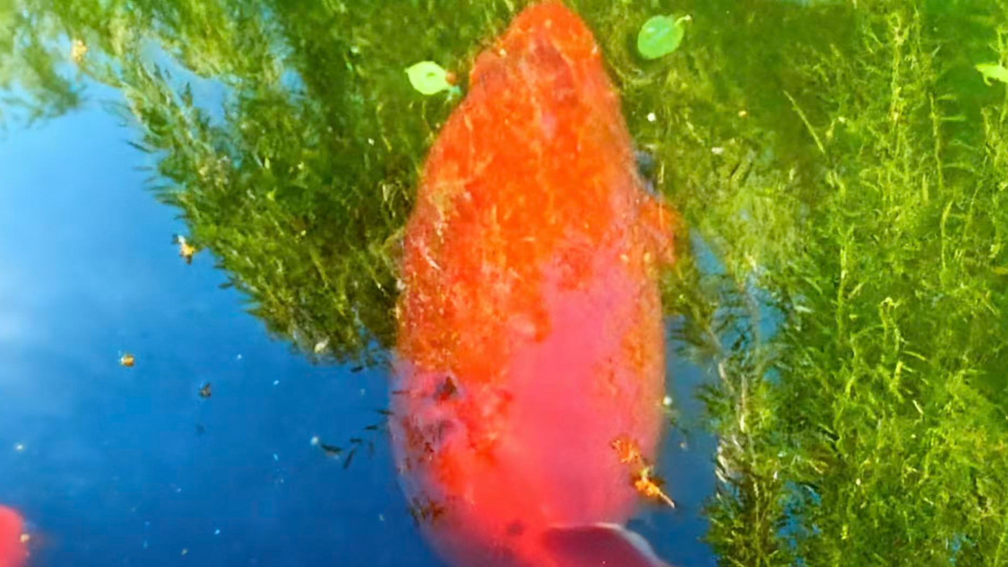 趵突泉 “猪鲤” 遇仿生鱼！竟是减肥私教