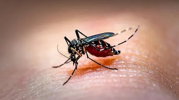 今年蚊子迎来“史诗级”加强？疾控部门提醒