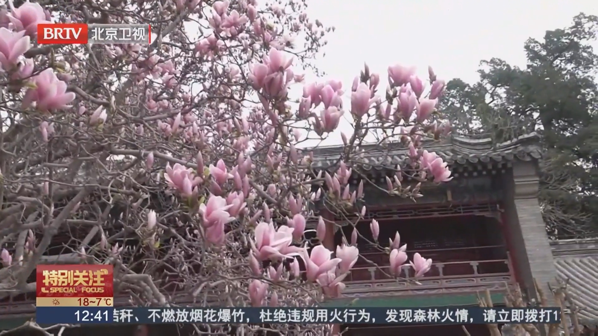 400年明代二乔玉兰盛放！潭柘寺玉兰观赏季启幕！