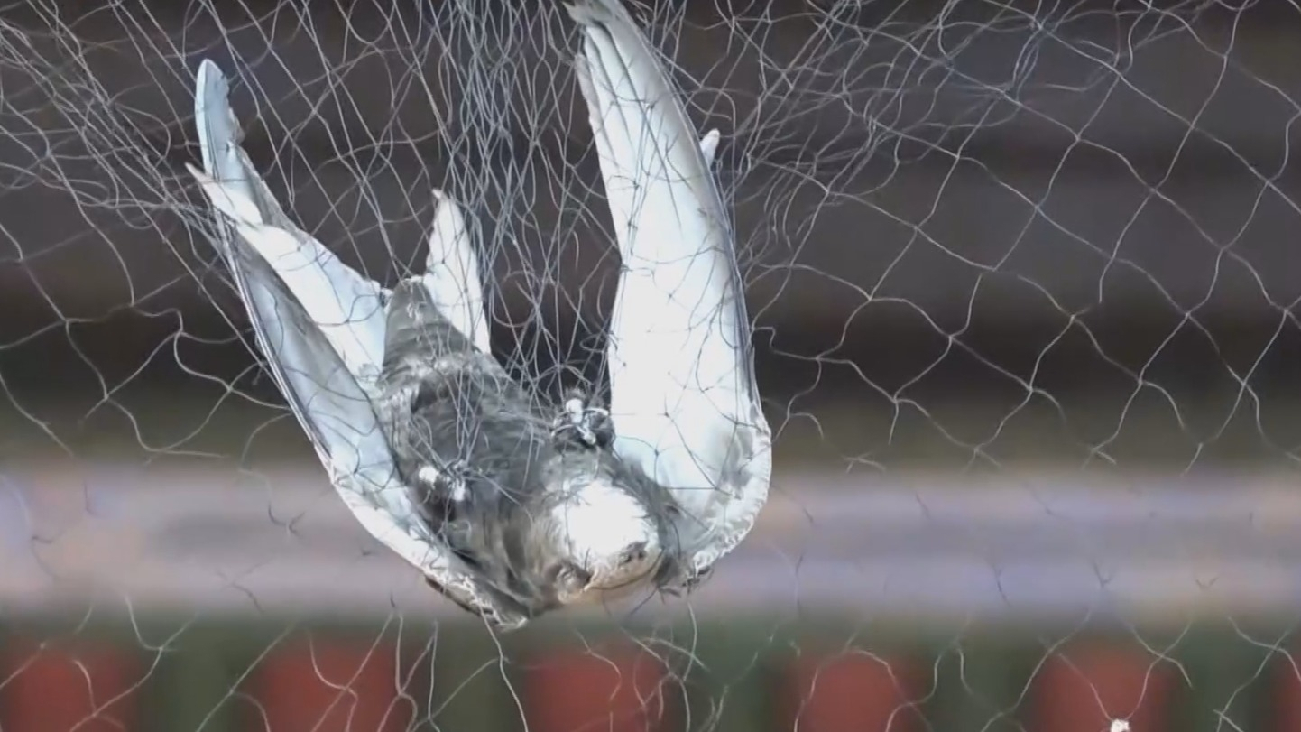 颐和园廓如亭雨燕6月1日“体检” 38只雨燕首次戴上脚环 颐和园廓如亭雨燕6月1日“体检” 38只雨燕首次戴上脚环