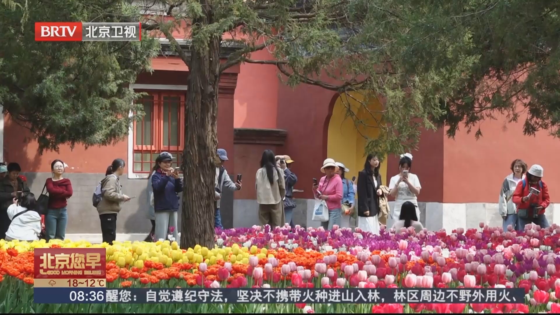 七大展区全域联动 北京郁金香文化节邀您“郁”见春天 七大展区全域联动 北京郁金香文化节邀您“郁”见春天