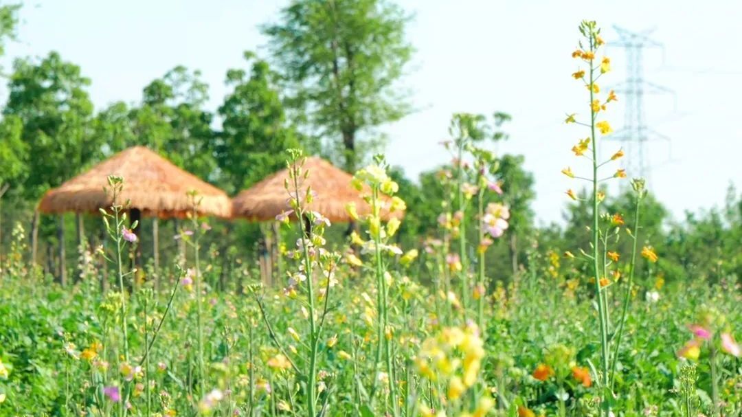 5月限定！顺义2处金色花海浪漫上线——