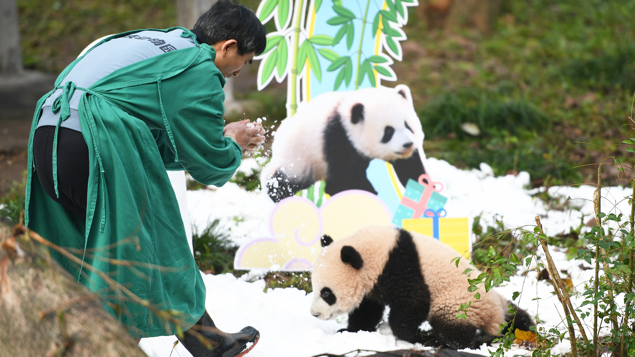 网暴大熊猫专家 造谣“虐待”谣言敛财……严惩以“爱”为名的伤害 网暴大熊猫专家 造谣“虐待”谣言敛财……严惩以“爱”为名的伤害