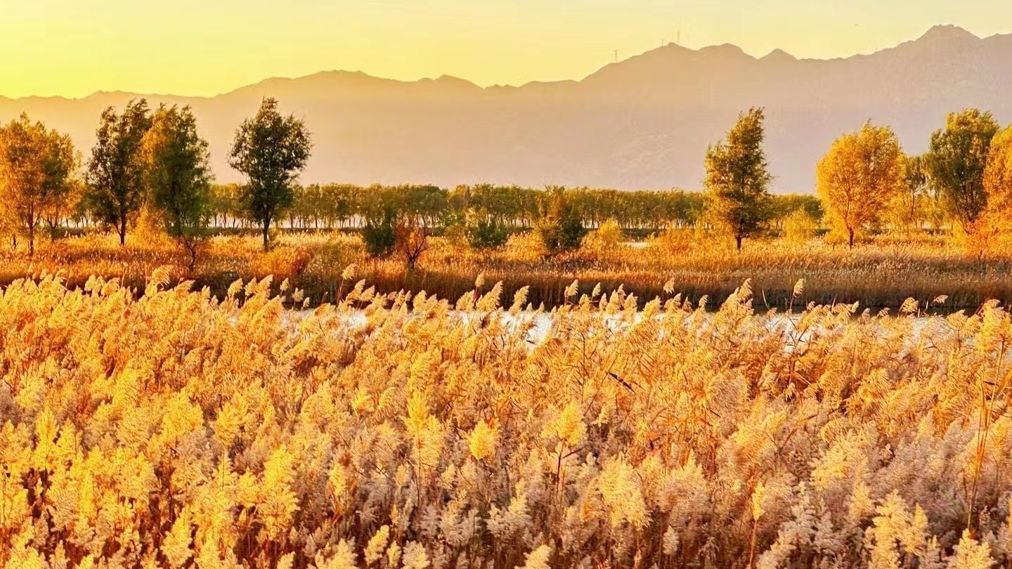 野鸭湖首届“金秋芦苇节”盛大启幕 夜游同日开放 野鸭湖首届“金秋芦苇节”盛大启幕 夜游同日开放
