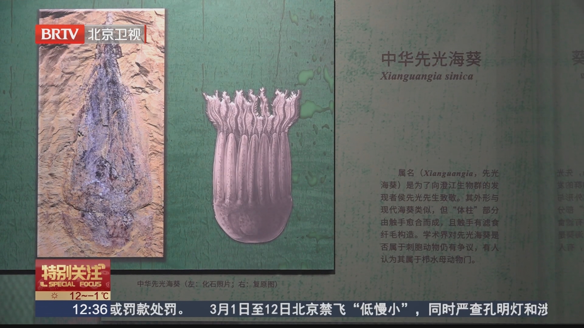 穿越时空回到寒武纪时期 澄江化石在京展出