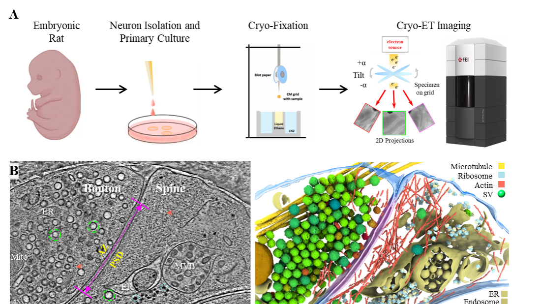 实现毫秒级“动态定格” 中国科大破解神经传信“微观密码”