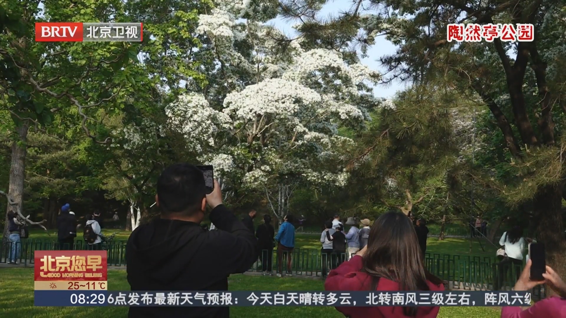 陶然亭“四月雪”盛放：三株流苏神树正值花期