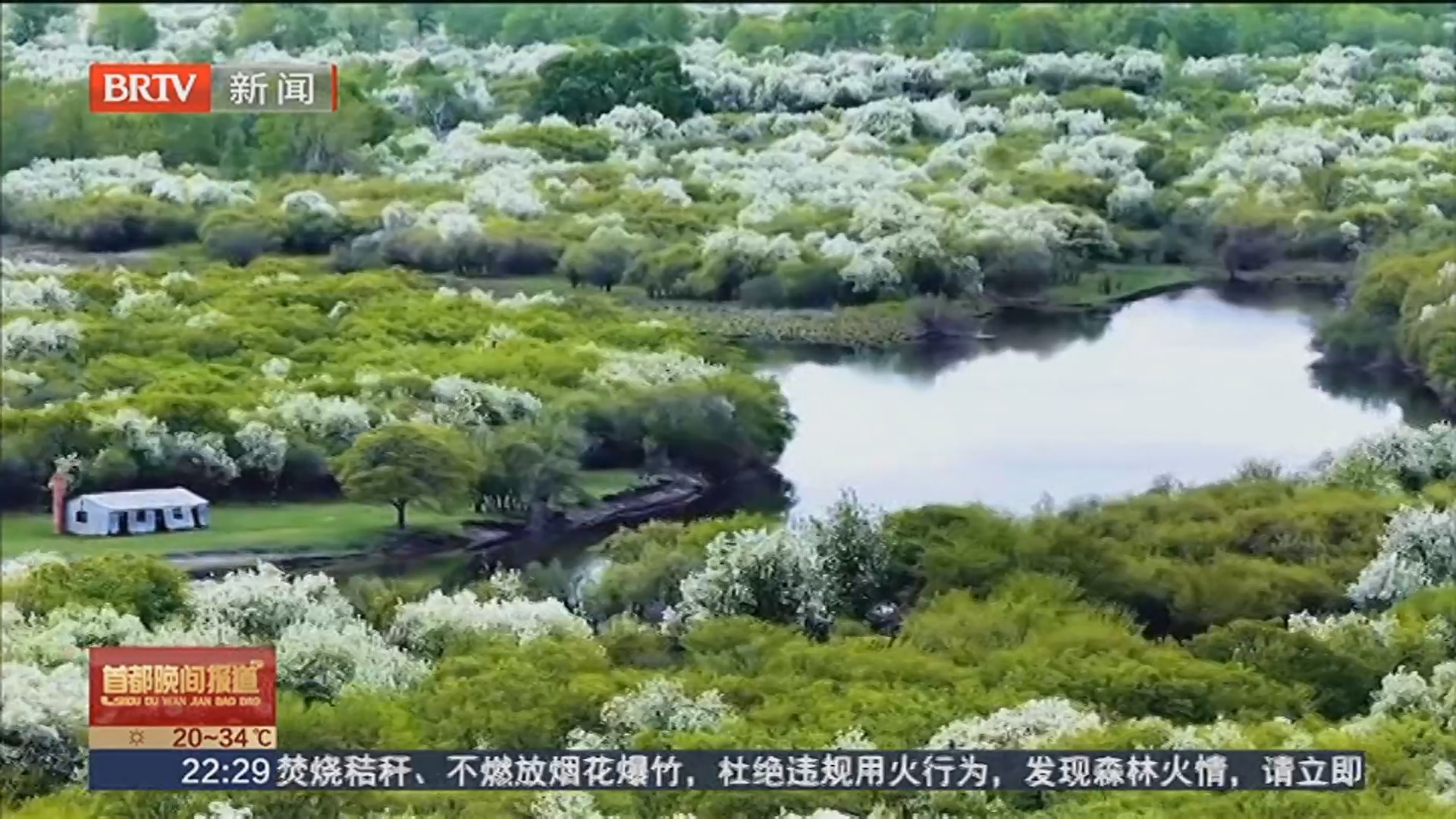 额尔古纳：稠李花海漫野凝芳
