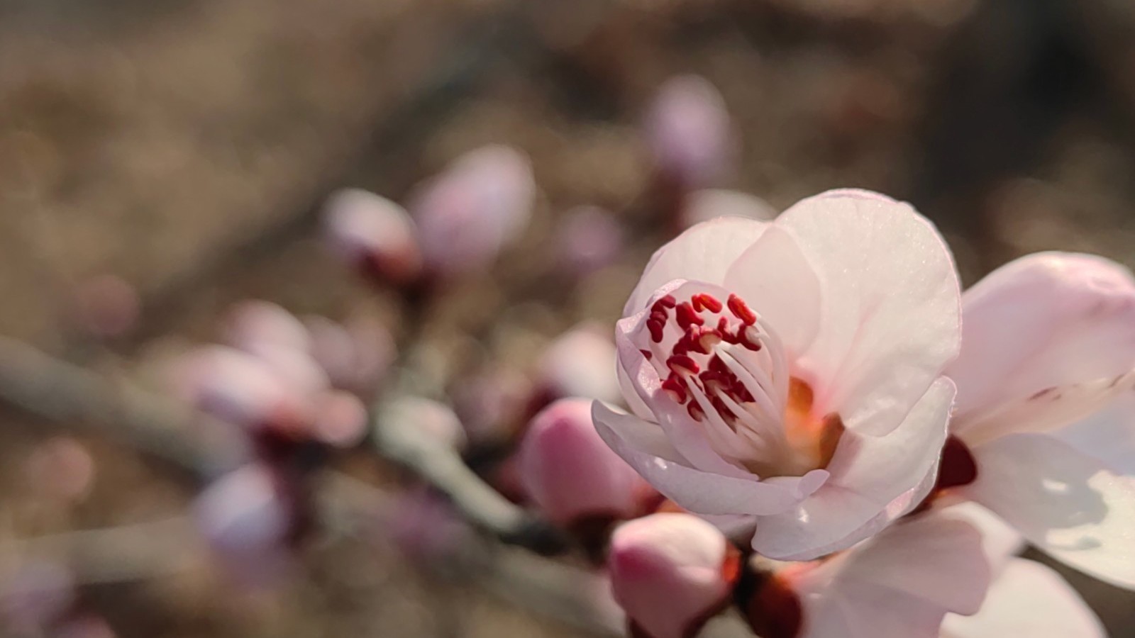 石景山区老山城市休闲公园：粉色桃花让人流连忘返