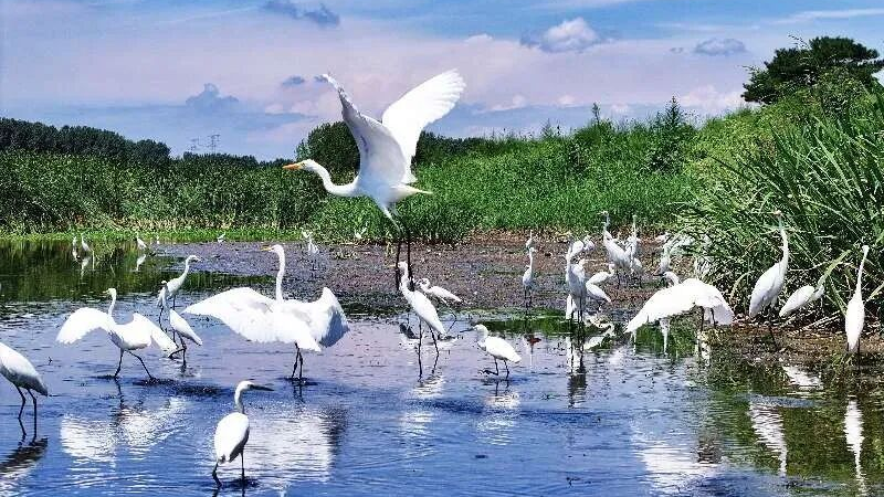 上万候鸟钟情副中心!“北方水城”成“鸟类自助餐厅”—— 上万候鸟钟情副中心!“北方水城”成“鸟类自助餐厅”——