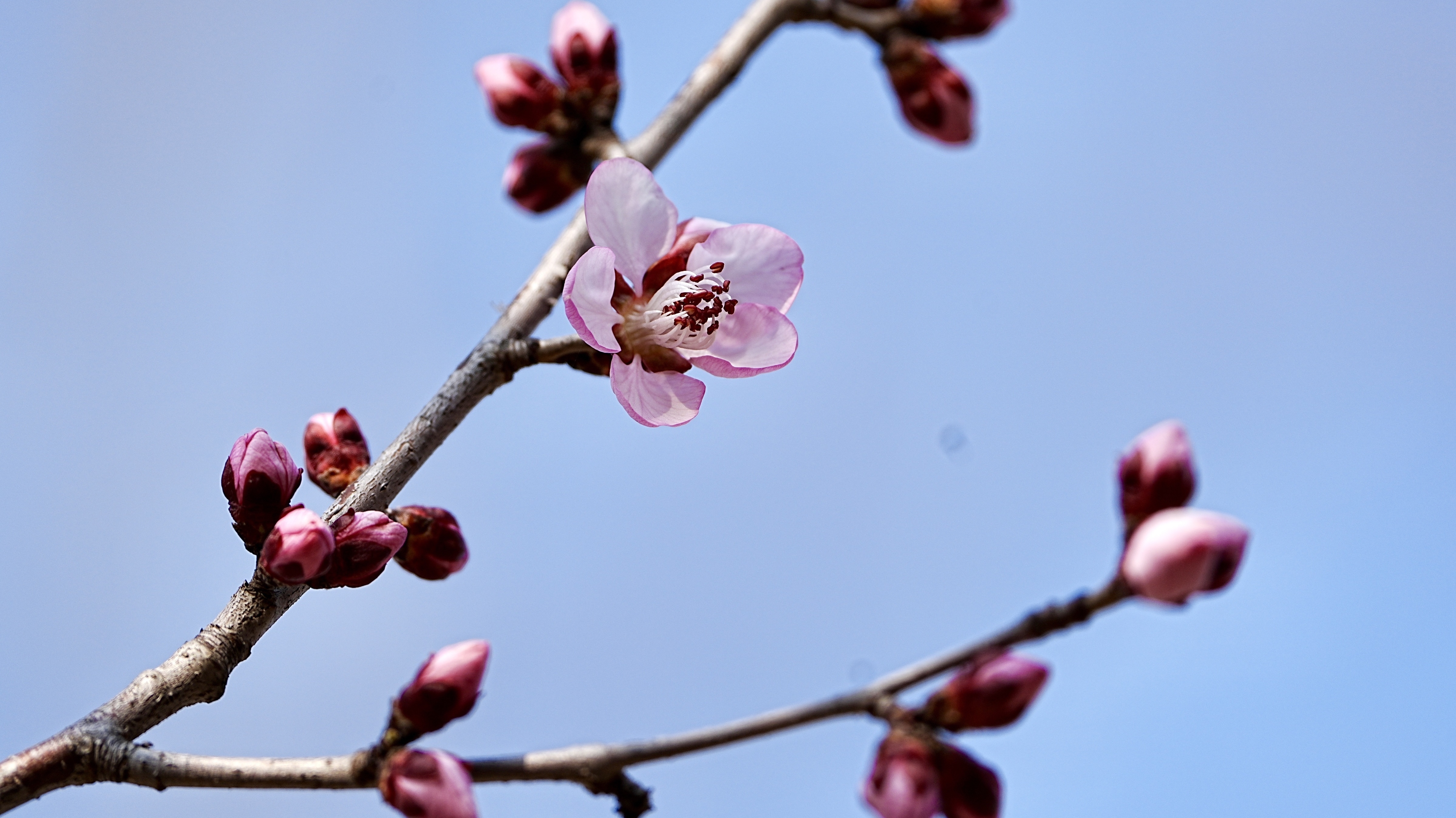 邂逅家门口的桃花源：石景山花语公园早春桃花盛开