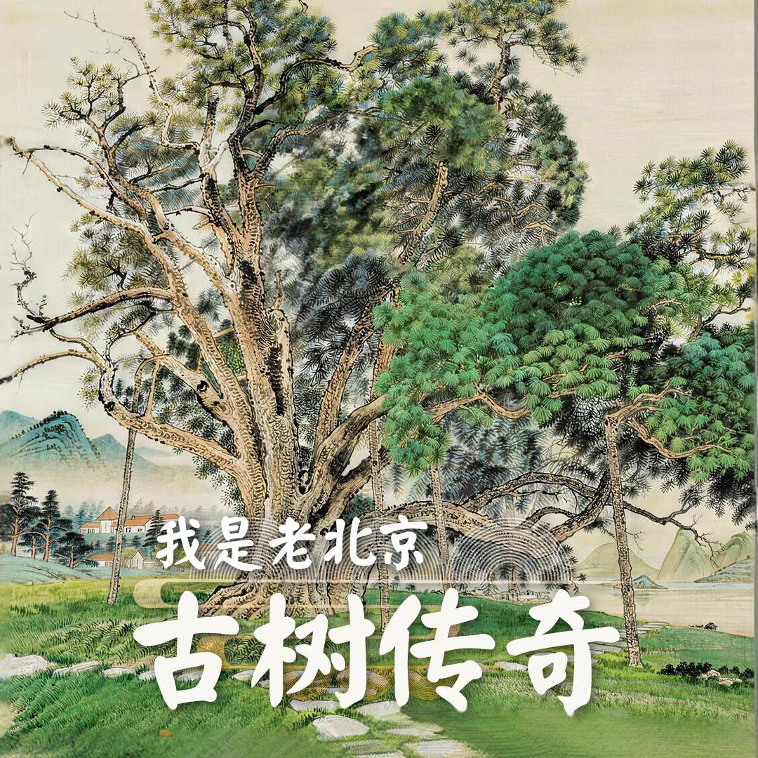 古树传奇_北京时间