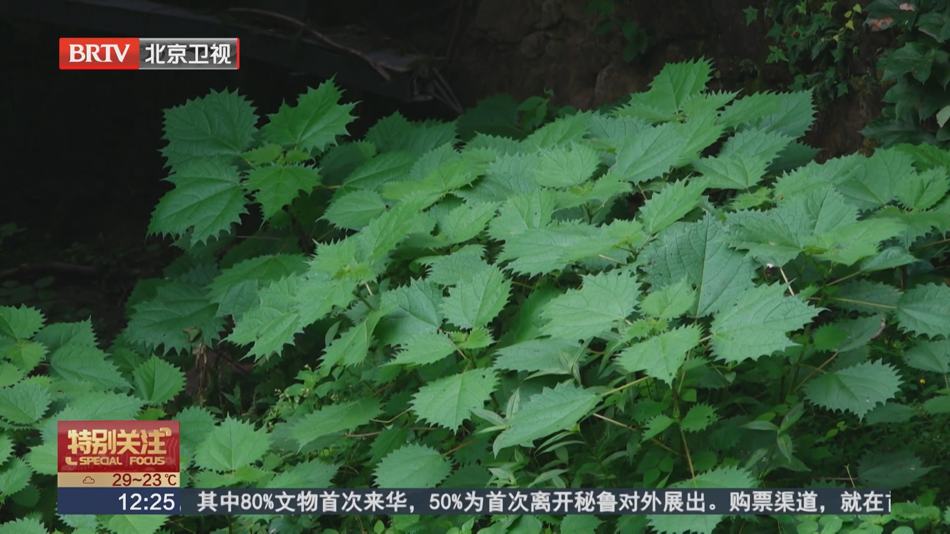 公园里有“蜇人”的草 看见记得绕着走