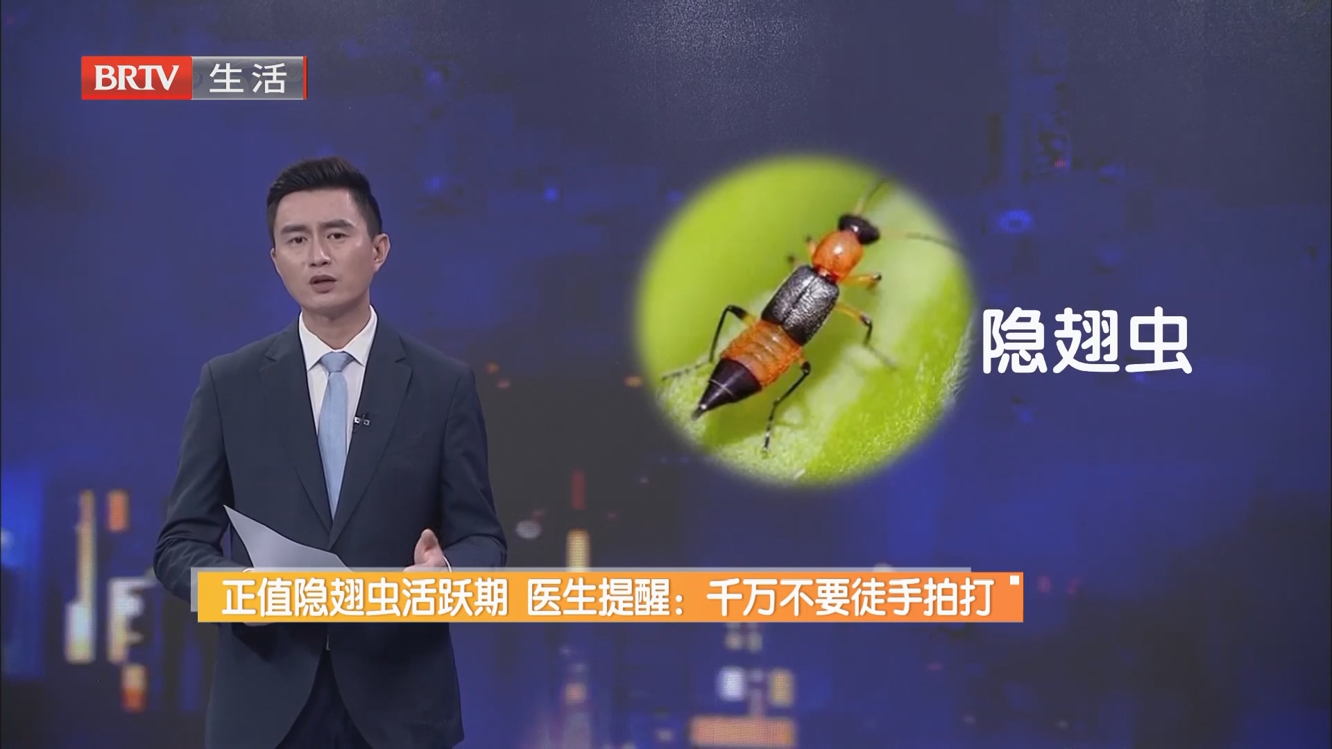 正值隐翅虫活跃期 医生提醒:千万不要徒手拍打 正值隐翅虫活跃期 医生提醒:千万不要徒手拍打