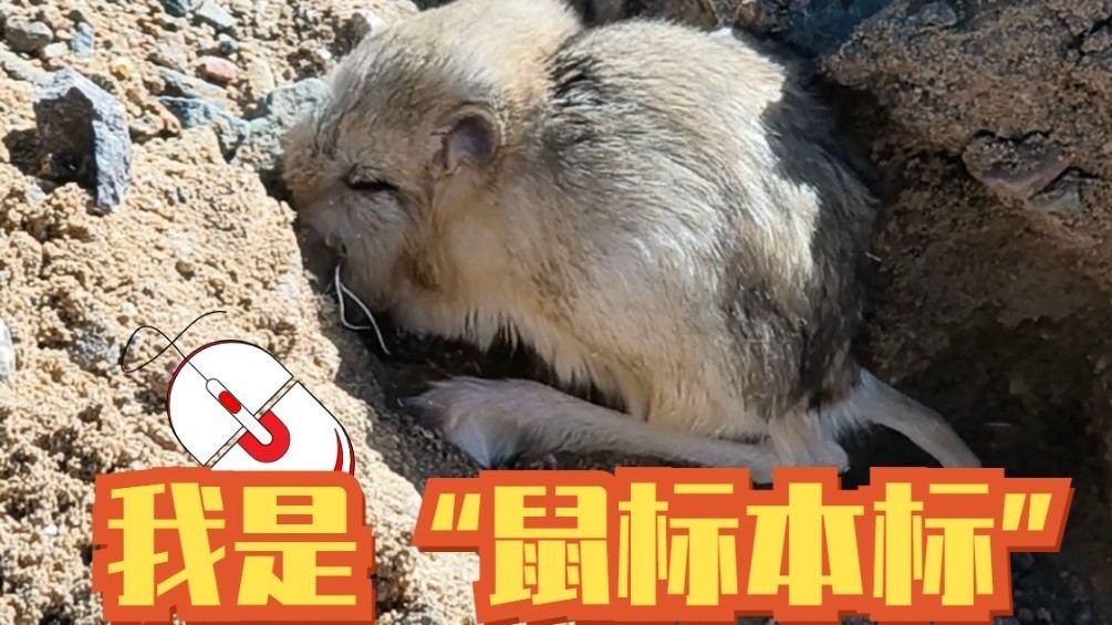 三趾心颅跳鼠才是“鼠标本标”！沙漠里的稀有“小精灵”可爱到犯规