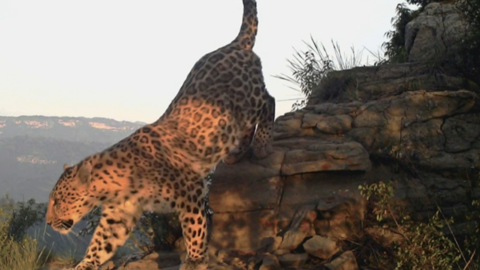 华北豹现身距离北京160公里的河北阜平