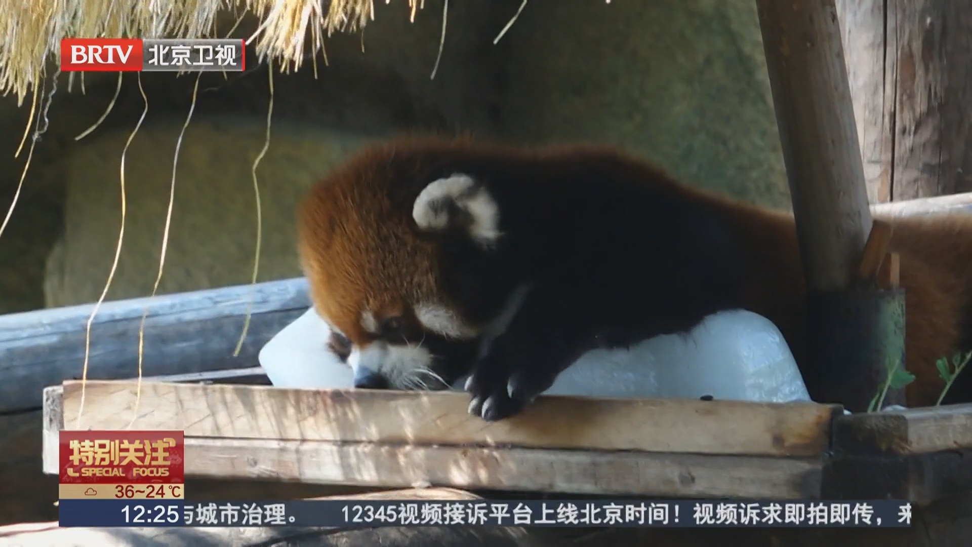 北京野生动物园开启花式纳凉降温模式