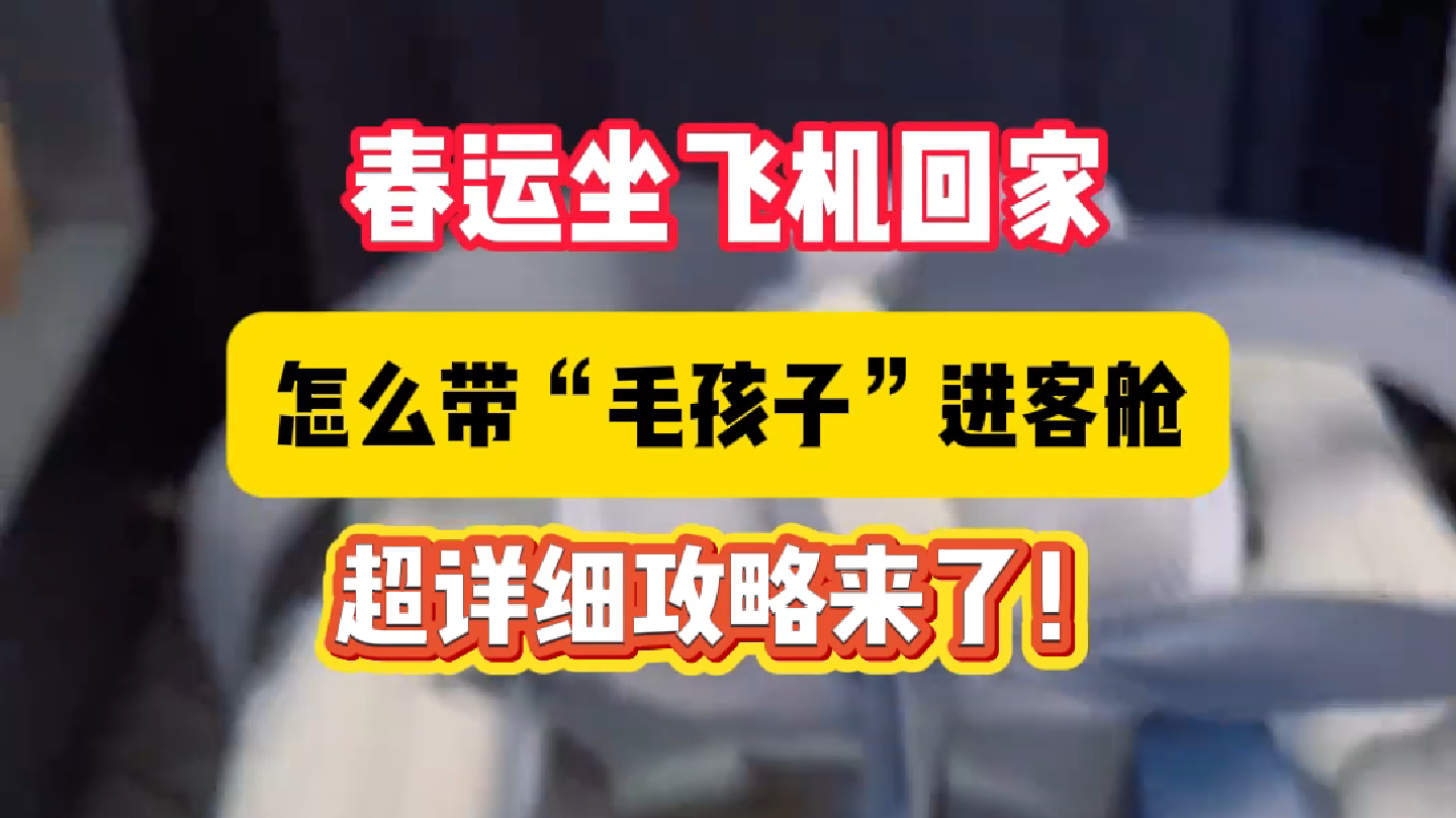 春运坐飞机回家,怎么带“毛孩子”进客舱?超详细攻略来了! 春运坐飞机回家,怎么带“毛孩子”进客舱?超详细攻略来了!