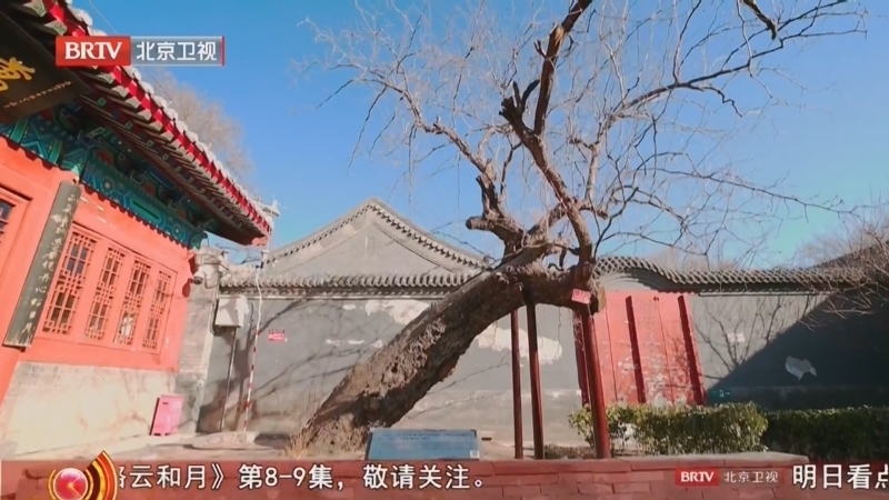 《我是老北京 古树传奇》20260523 文天祥手植枣