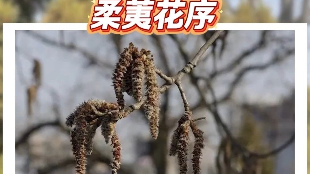 全释硬科技丨躲不掉的过敏花粉 到底从哪来? 全释硬科技丨躲不掉的过敏花粉 到底从哪来?
