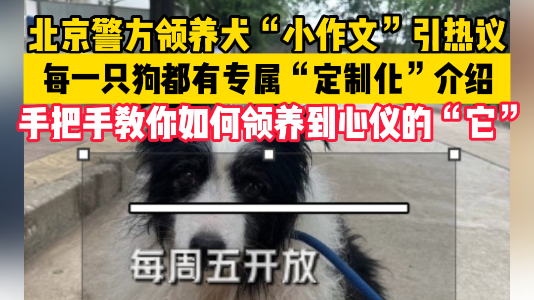 北京真的好努力给狗狗们找家! 每只狗狗都有专属“定制化”介绍 北京真的好努力给狗狗们找家! 每只狗狗都有专属“定制化”介绍