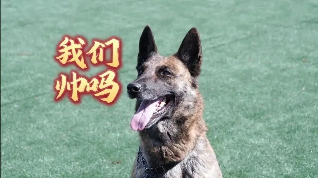 从萌犬到卫士！顺义警犬炼成记→
