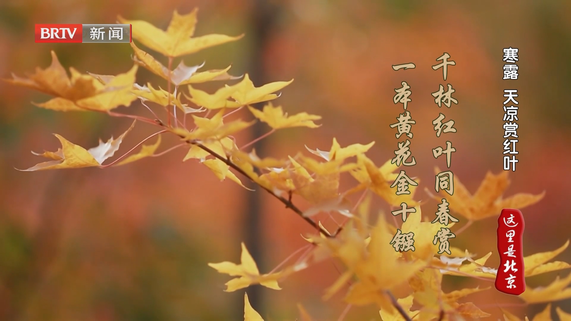 寒露 天凉赏红叶