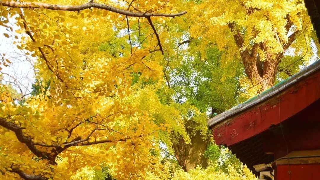 叶黄成“瀑”!京城古寺千年银杏迎最佳观赏期—— 叶黄成“瀑”!京城古寺千年银杏迎最佳观赏期——