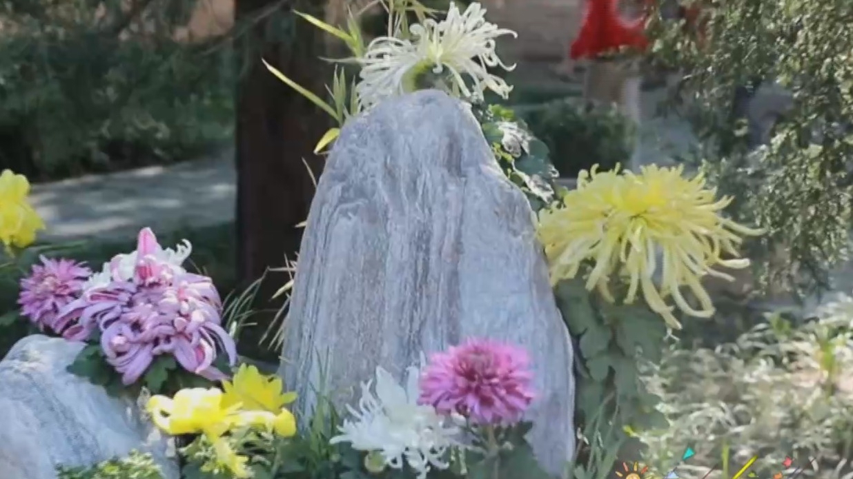 走进北京网红打卡地：重阳北海赏菊