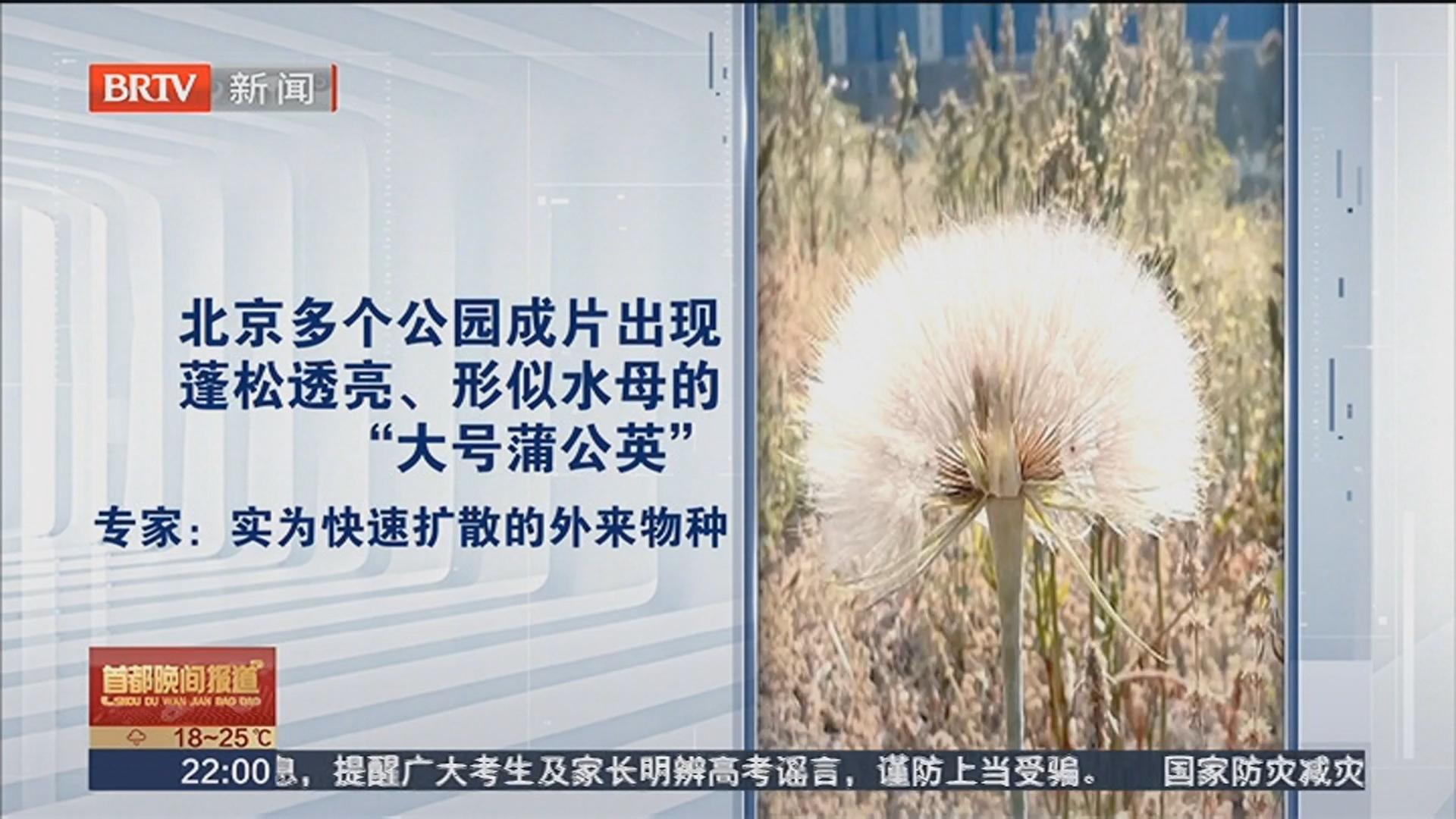 北京多个公园现大号“蒲公英” 北京多个公园现大号“蒲公英”