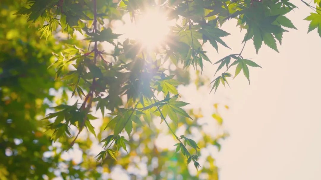 今明两天高温值守 防暑防晒不放松