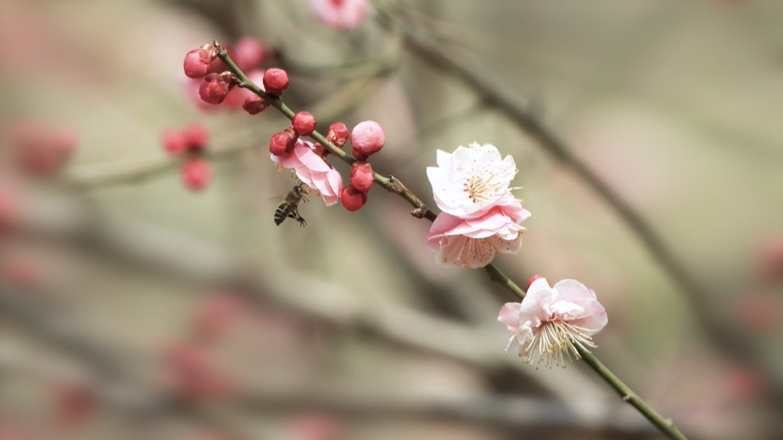 梅香报春！北京开启早春赏花模式
