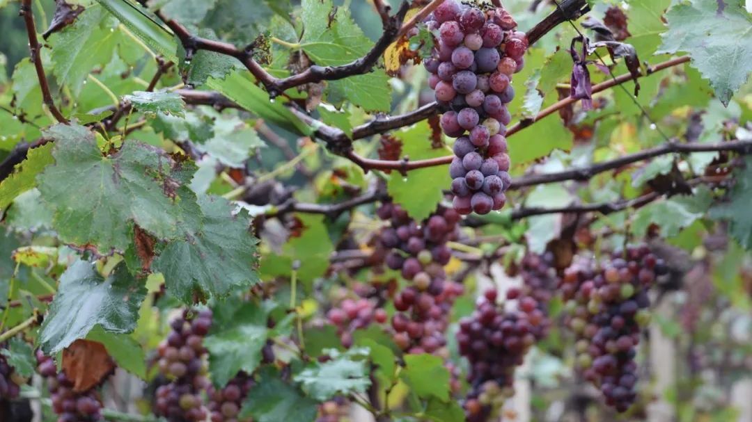 怀柔初秋葡萄丰收啦~~ 怀柔初秋葡萄丰收啦~~