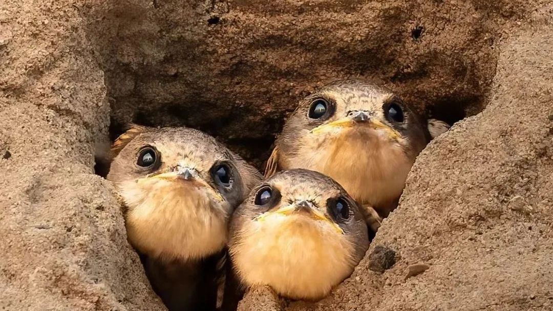 紧急停工!Ta们的家,保住了—— 紧急停工!Ta们的家,保住了——