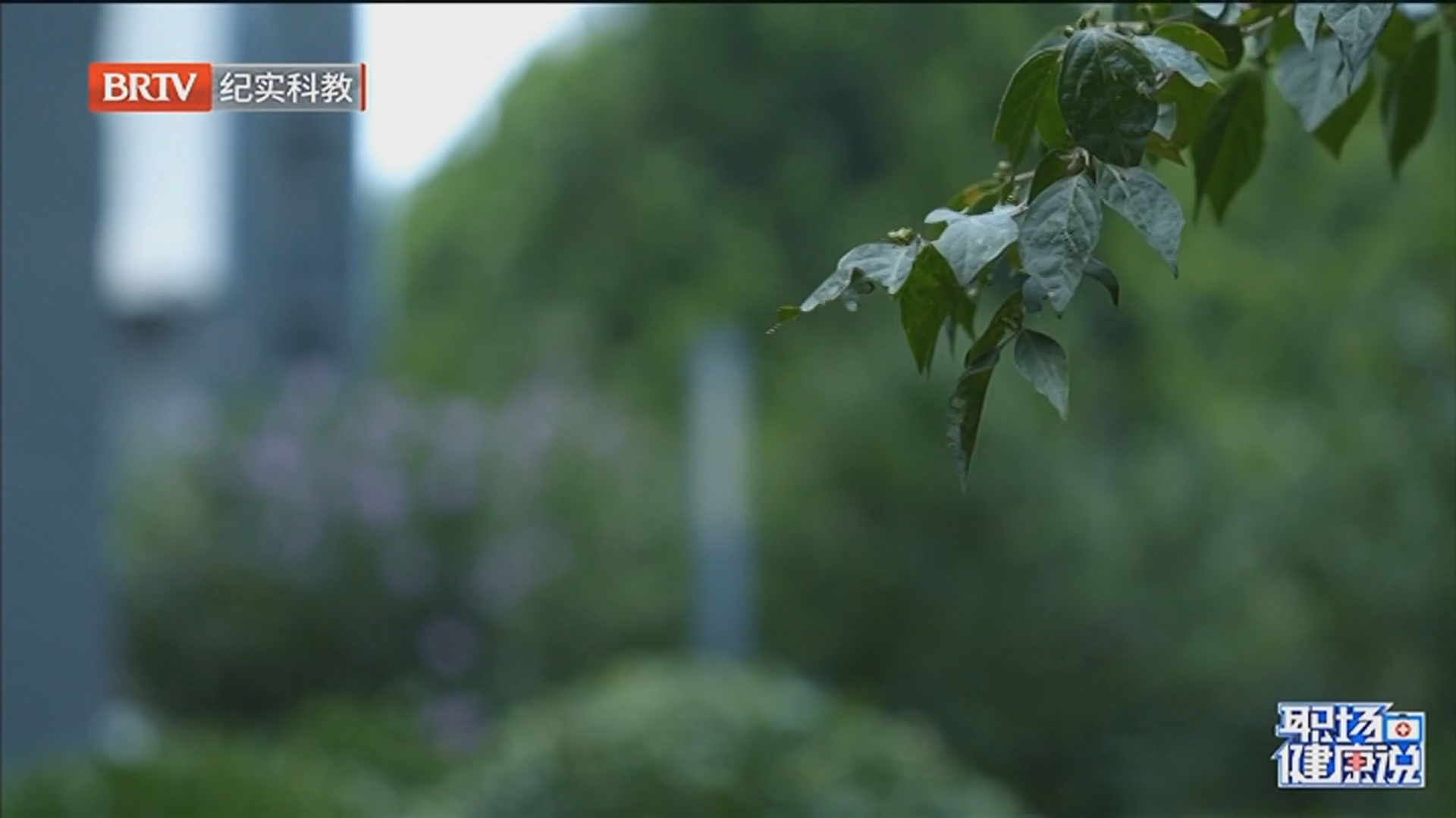 《职场健康说》20260414打响“耳内哨音”战——告别耳鸣 《职场健康说》20260414打响“耳内哨音”战——告别耳鸣