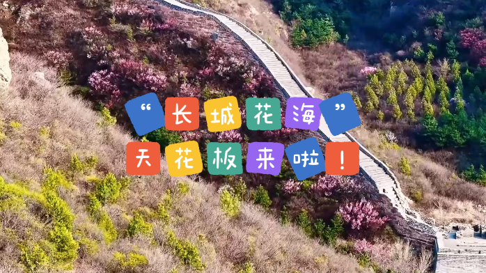 “新”花怒放!“长城花海”天花板来啦! “新”花怒放!“长城花海”天花板来啦!