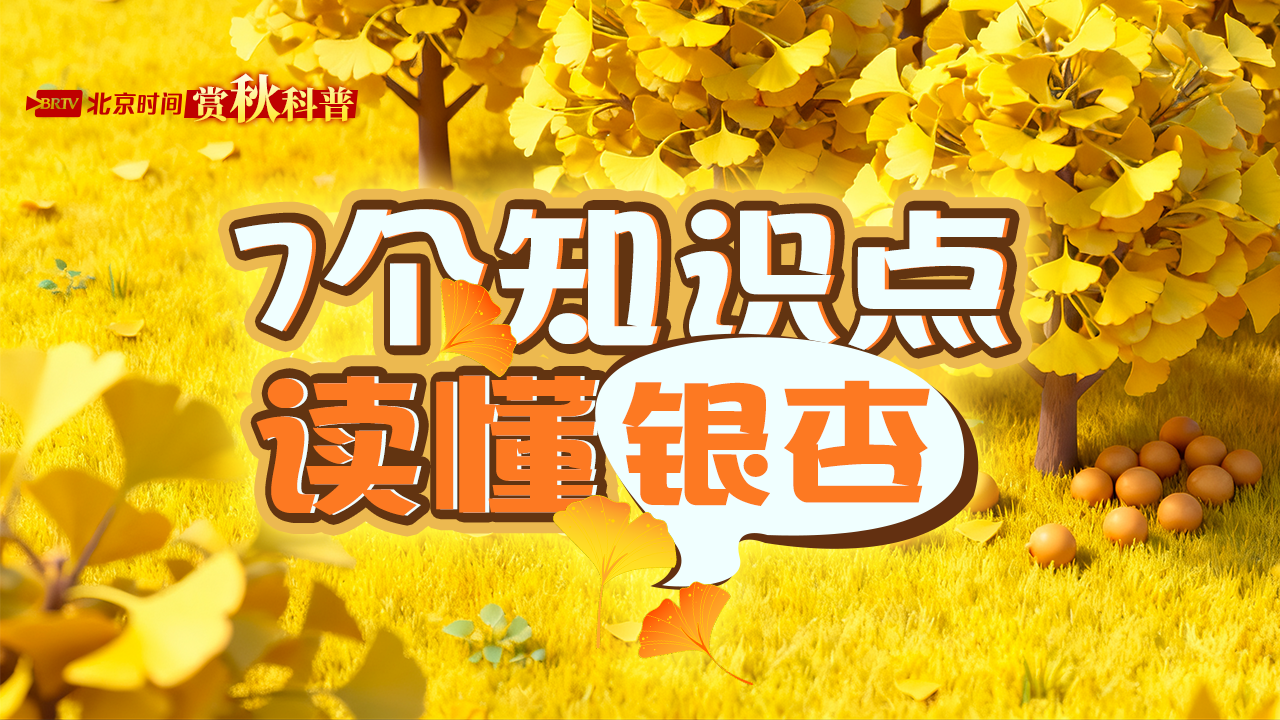银杏季将至！一起了解关于银杏的七大冷知识