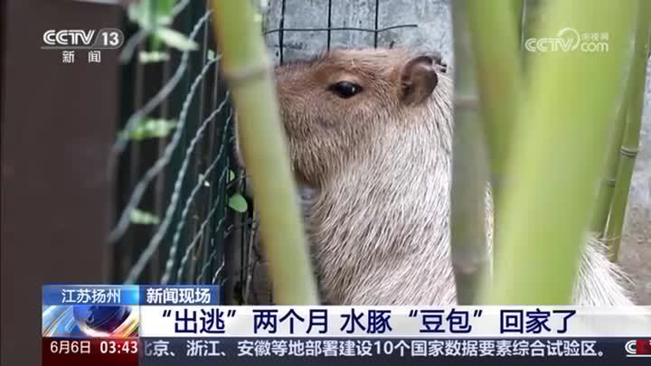 央视多栏目关注：“出逃”两个月 水豚“豆包”回家了