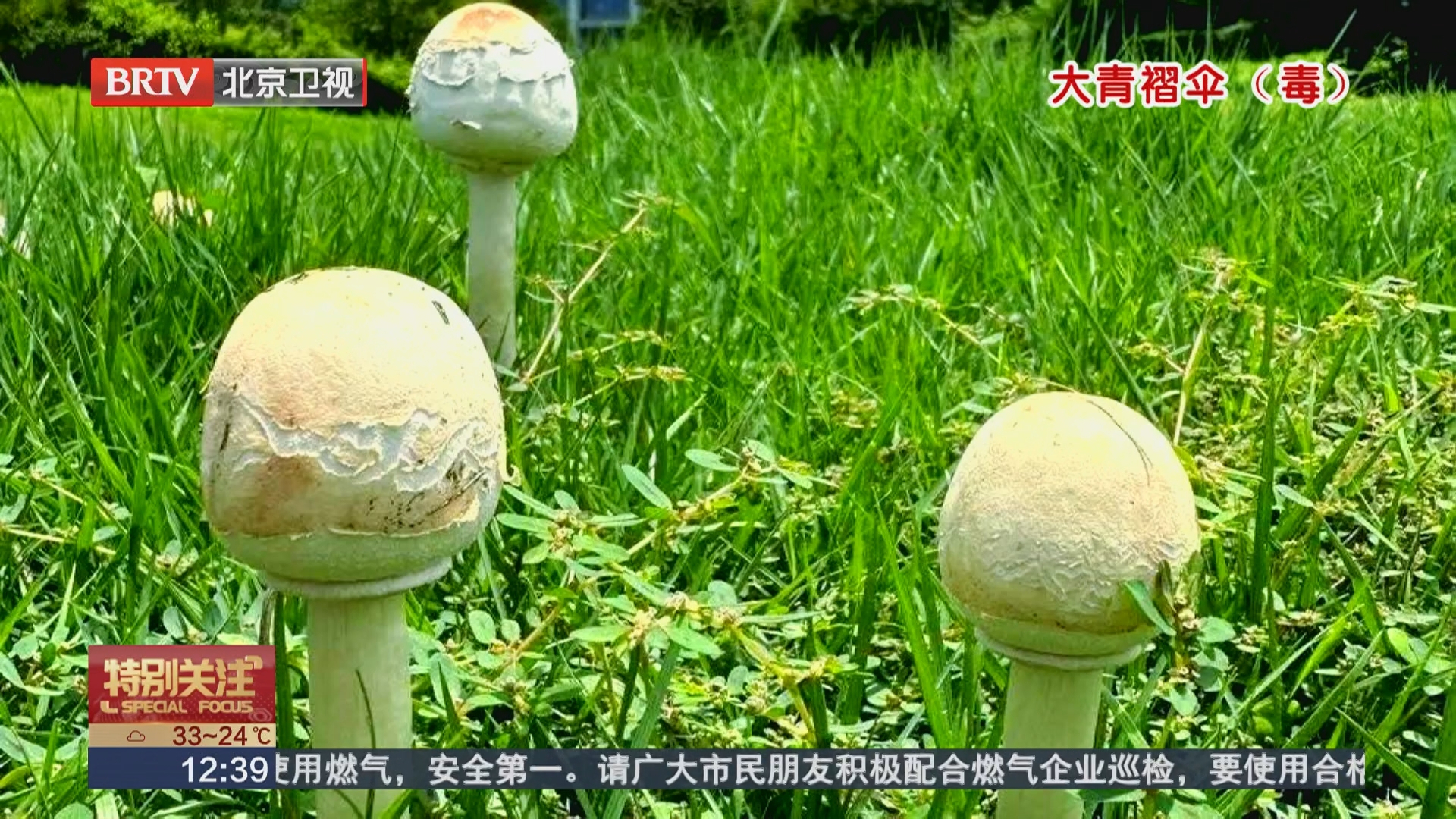 雨后蘑菇“遍地露头” 随意采食易引毒上身