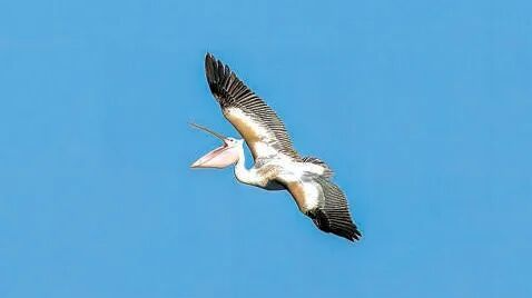 鸟界“运-20”,落脚北京了,全国仅161只! 鸟界“运-20”,落脚北京了,全国仅161只!