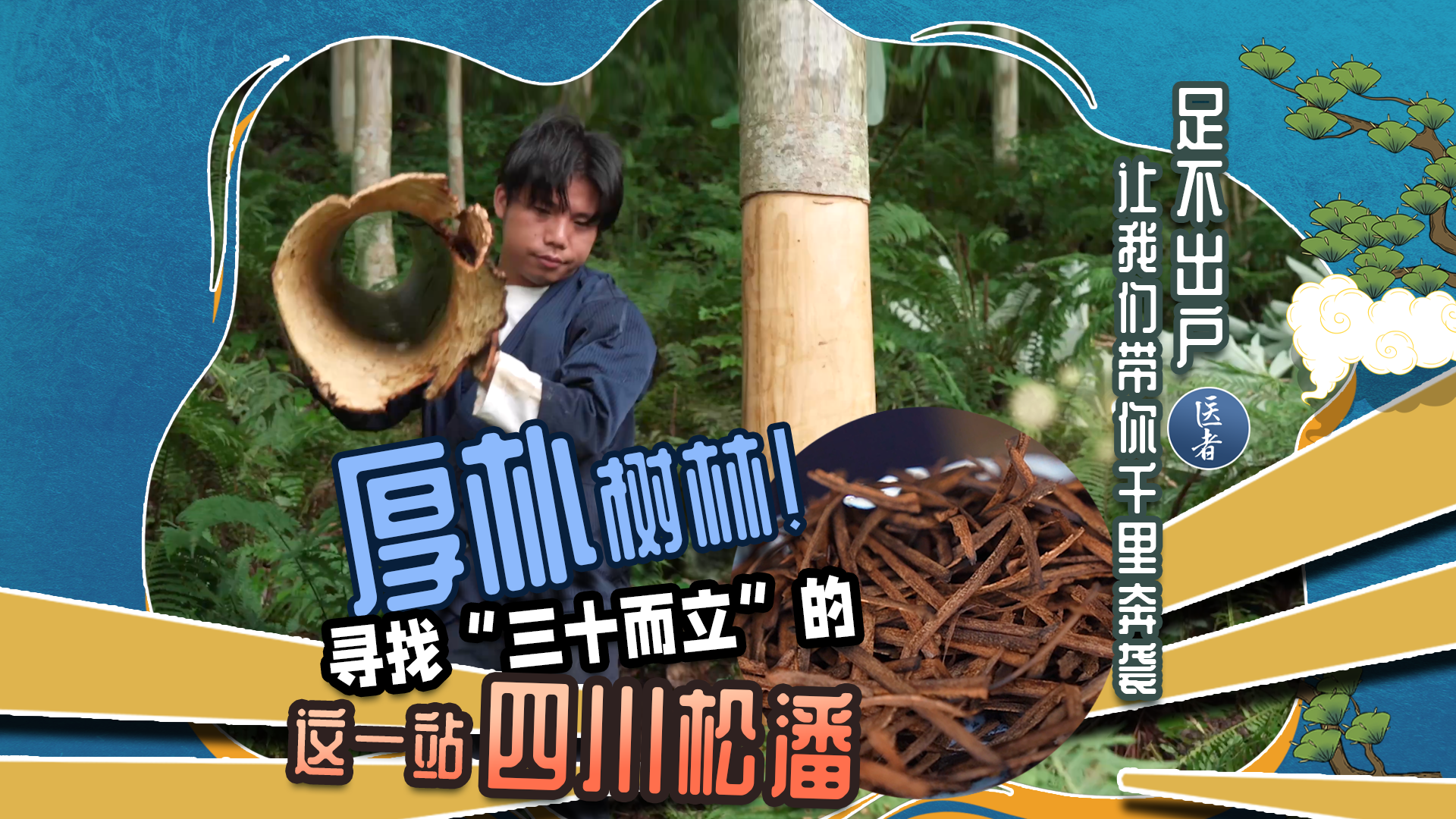 医者｜足不出户 让我们带你千里奔袭 这一站 四川松潘寻找厚朴树林