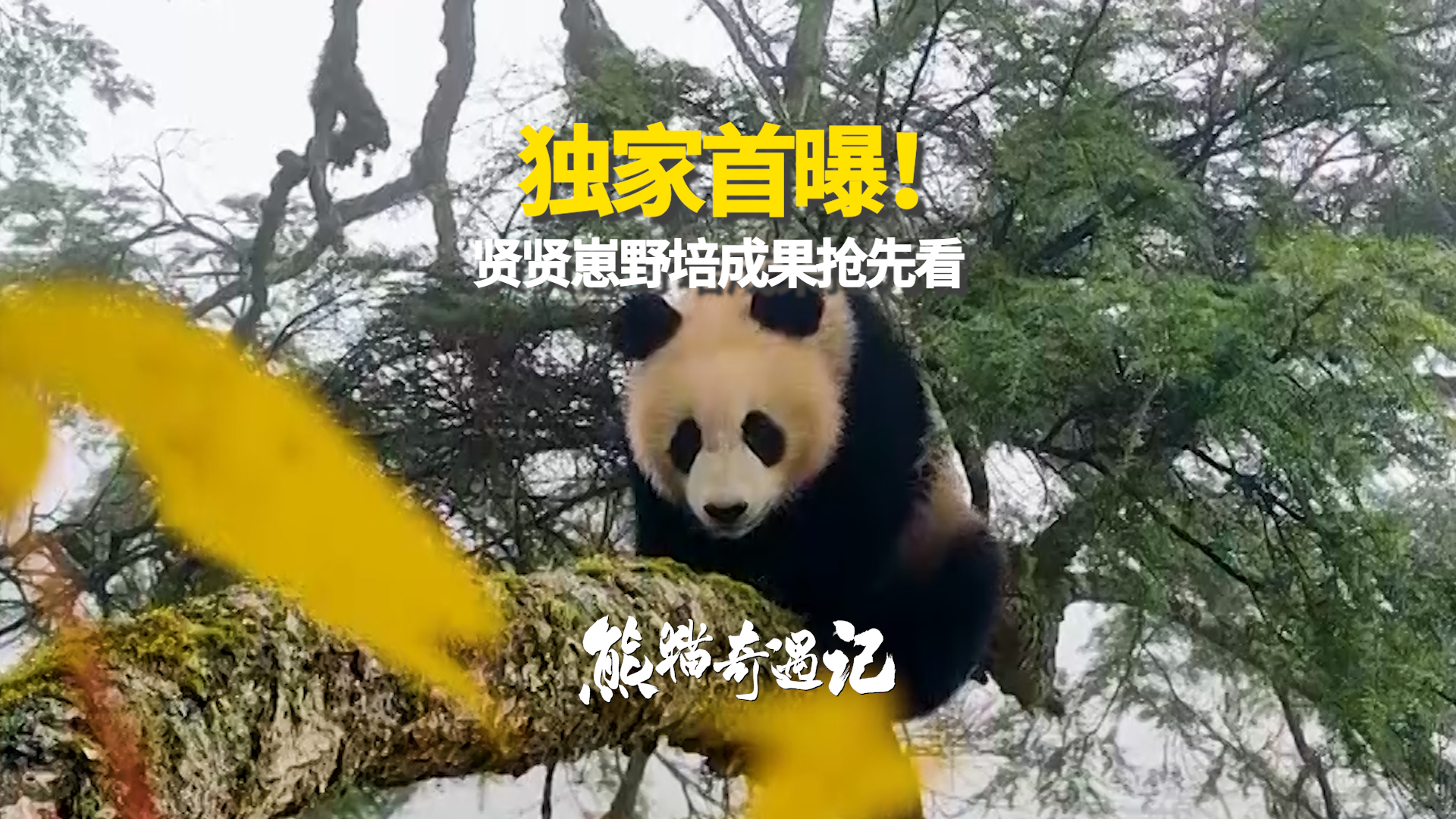 独家!贤贤大崽最新野培成果抢先看! 独家!贤贤大崽最新野培成果抢先看!