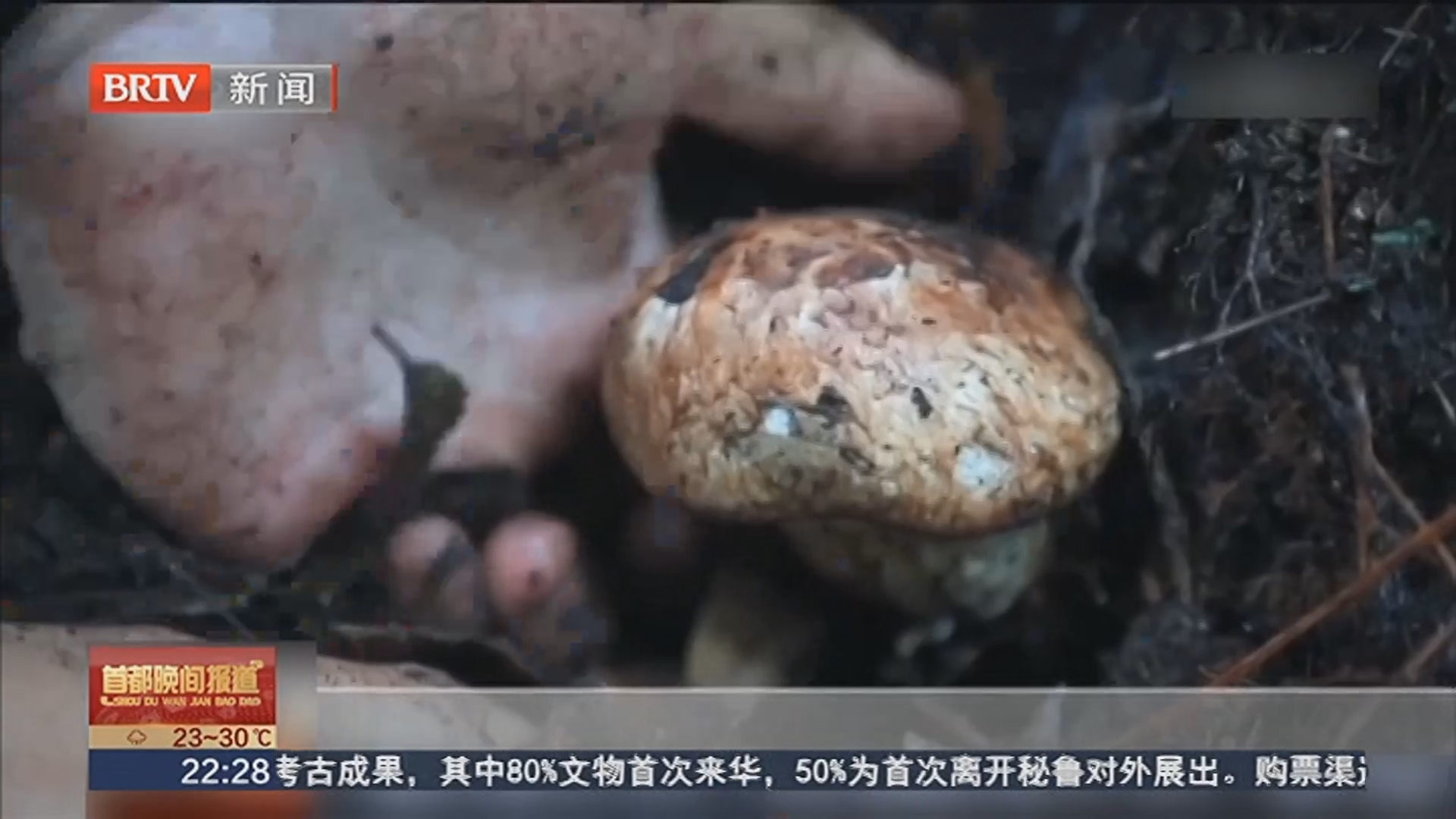 蘑菇“伪装者”频频引发中毒 如何鉴别？